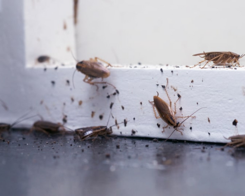 hamamböceği ilaçları roach control haşere market